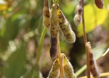 Pesquisadores recomendam rotação de fungicidas e definição de produtos de acordo com a cultivar utilizada.