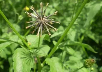 Plantas de picão-preto resistentes foram identificadas em áreas no Paraná.