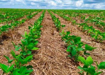 Plantio Direto otimiza uso da umidade/água e de fertilizantes da agricultura.
