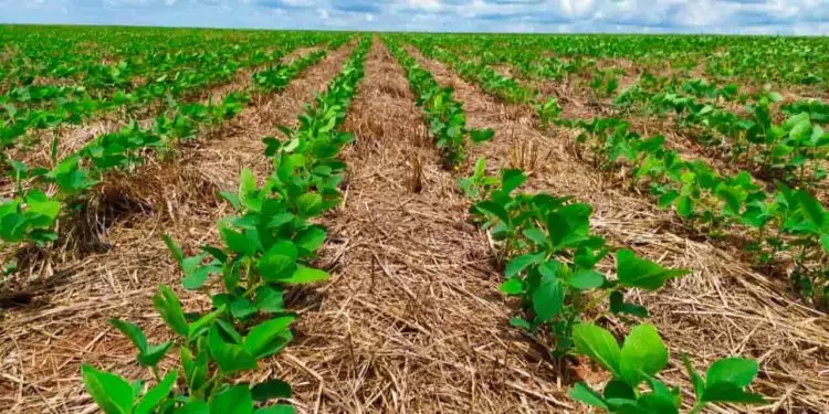 Plantio Direto otimiza uso da umidade/água e de fertilizantes da agricultura.