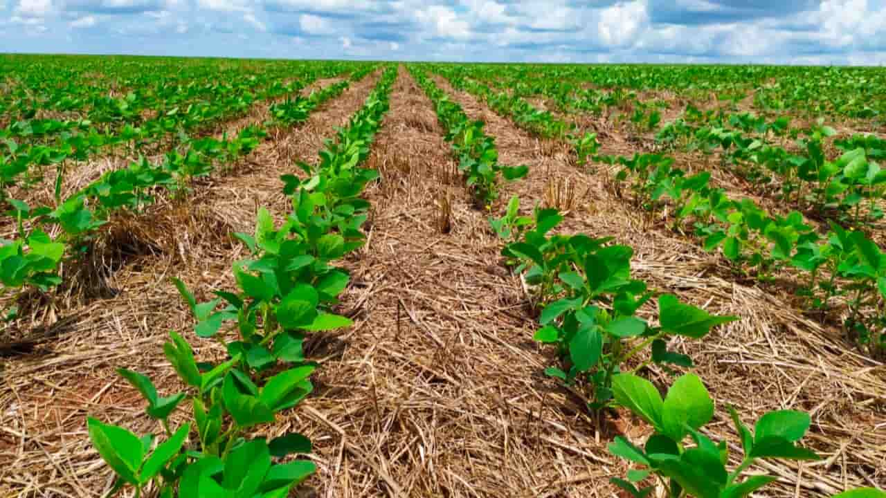 Dia Nacional Do Plantio Direto Prática Melhora Solo E Produtividade 8850