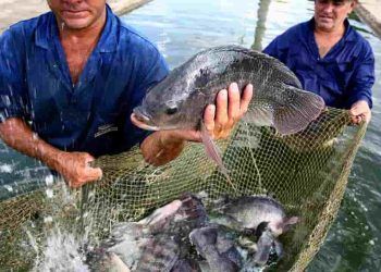 Produção de pescados no Tocantins deve manter crescimento acima de 7% em 2023