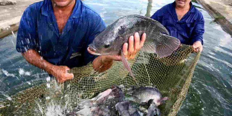 Produção de pescados no Tocantins deve manter crescimento acima de 7% em 2023