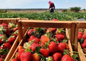 Produção no Brasil cresceu mais de 40% em 10 anos.