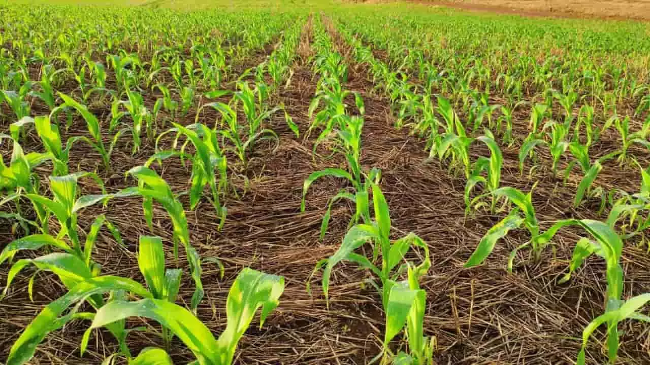 Proteção permanente do solo com palhada é um dos princípios do Sistema Plantio Direto. 