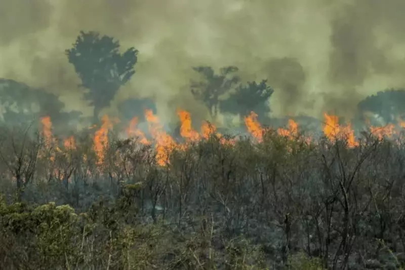 Queimadas no Amazonas 