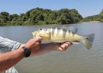 Prática de pesca esportiva movimenta economia e turismo no Tocantins