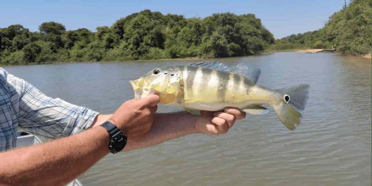 Prática de pesca esportiva movimenta economia e turismo no Tocantins