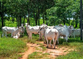 Bovinocultura de corte goiana receberá investimento de R$ 47 milhões do FCO Rural