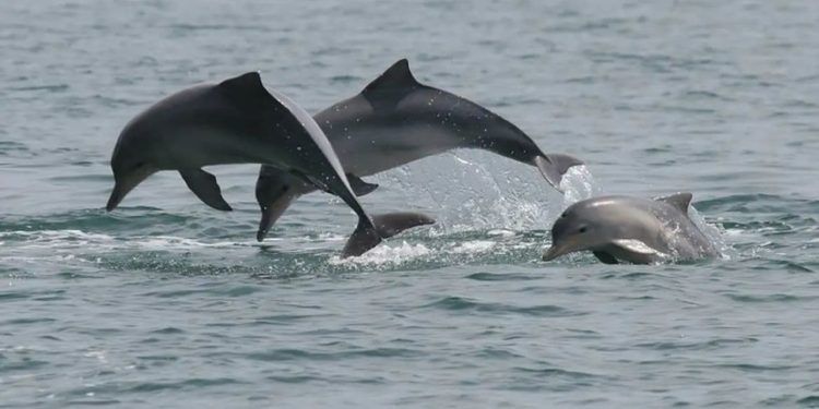 Cientistas detectam bactérias da leptospirose em golfinhos e lobos-marinhos