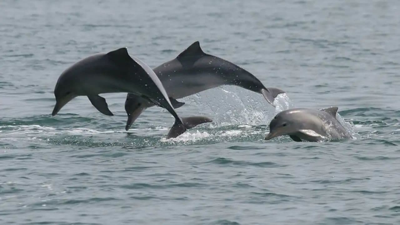 Cientistas detectam bactéria da leptospirose em golfinhos e lobos-marinhos