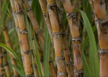 Com novo recorde, produção de cana-de-açúcar deve crescer 10,9%, aponta Conab