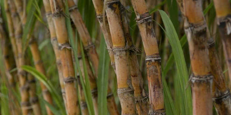 Com novo recorde, produção de cana-de-açúcar deve crescer 10,9%, aponta Conab