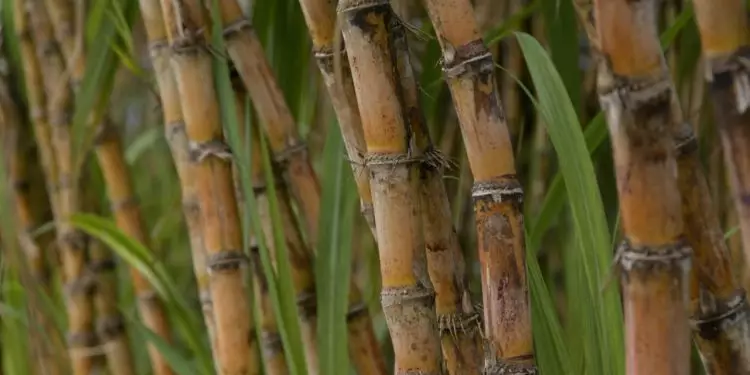 Com novo recorde, produção de cana-de-açúcar deve crescer 10,9%, aponta Conab 1 Com novo recorde, produção de cana-de-açúcar deve crescer 10,9%, aponta Conab