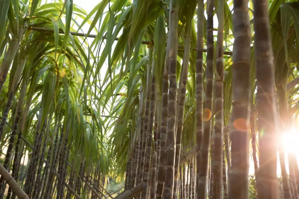 Com novo recorde, produção de cana-de-açúcar deve crescer 10,9%, aponta Conab 3 Produção de cana-de-açúcar