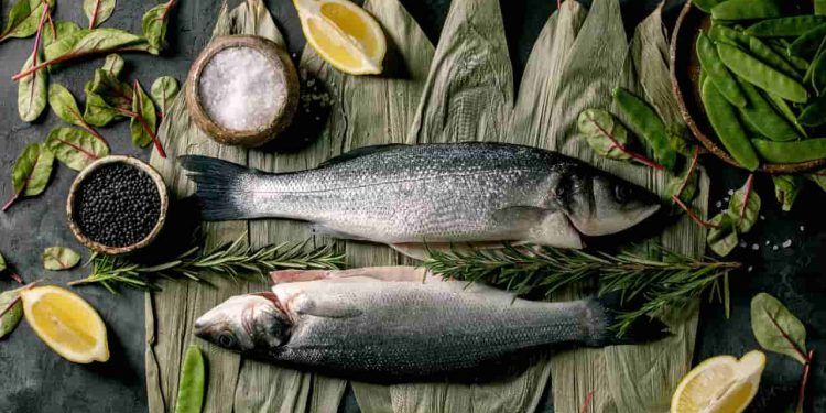 Cultivo de pescados no Brasil cresceu 25% com 119,4 mil toneladas em 2022