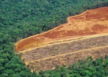 Desmatamento da Amazônia bate recorde com queda anual de 22,3% em 2023