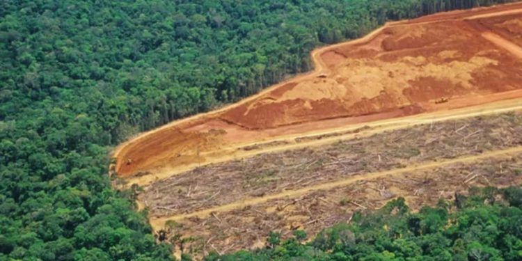 Desmatamento da Amazônia bate recorde com queda anual de 22,3% em 2023