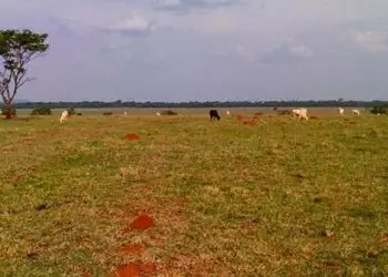 Embrapa Territorial quer elaborar zoneamento das pastagens pela situação e aptidões agrícolas.