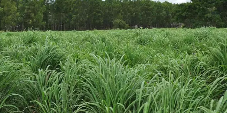 Embrapa apresenta cultivar de capim-andropogon BRS Sarandi.