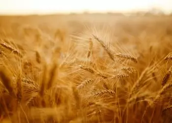 Goiás está entre os maiores exportadores de produtos agropecuários do Brasil