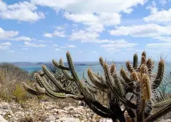 Governo recebe proposta para financiar a criação de fundo para a Caatinga