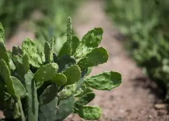 Ministério da Agricultura registrou herbicida com o princípio ativo Butiron.