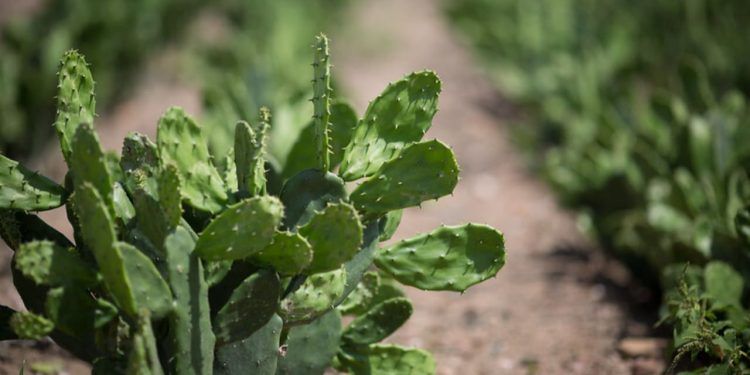 Ministério da Agricultura registrou herbicida com o princípio ativo Butiron.