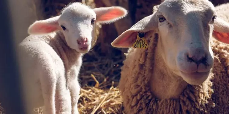 Paraguai abre mercado para exportação de material genético animal do Brasil 1 Paraguai abre mercado para exportação de material genético animal do Brasil