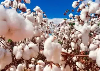 Plantio de algodão no Tocantins está liberado a partir de terça-feira (21)