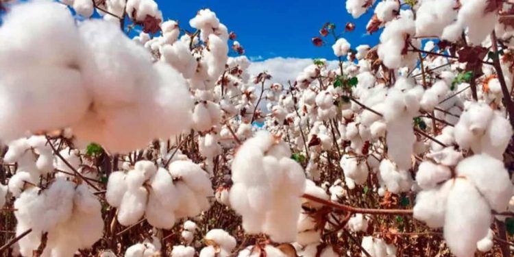 Plantio de algodão no Tocantins está liberado a partir de terça-feira (21)
