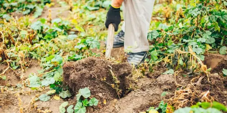 Produtos da agricultura familiar quilombola ganham Selo Quilombos do Brasil 1 Produtos da agricultura familiar quilombola ganham Selo Quilombos do Brasil