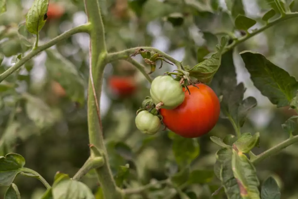 Produtos da agricultura familiar quilombola ganham Selo Quilombos do Brasil 2 Selo Quilombos do Brasil