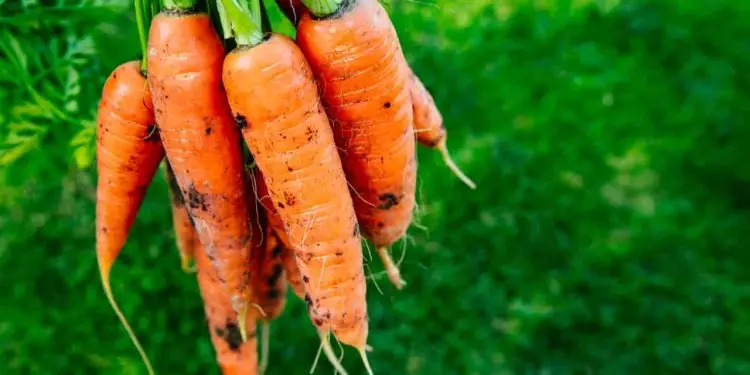 Veja como plantar cenoura em casa e as dicas para preservar o vegetal o ano todo
