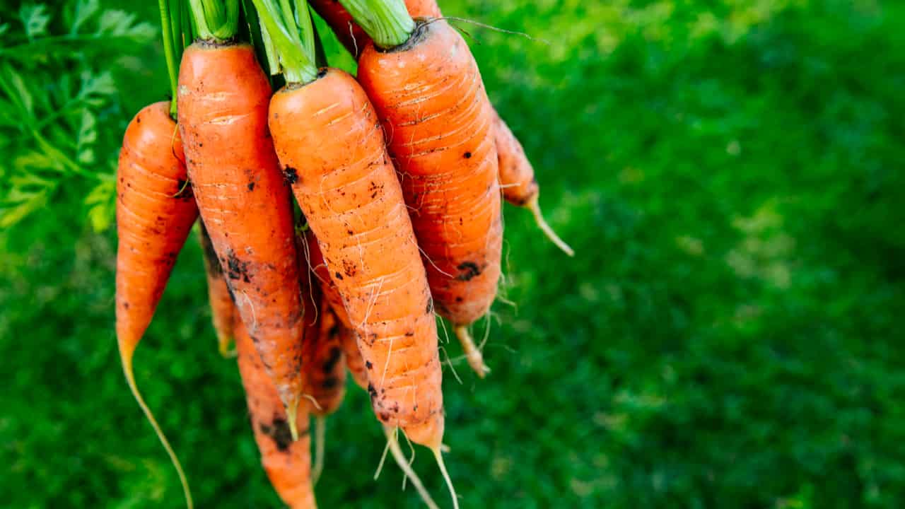 Veja como plantar cenoura em casa e as dicas para preservar o vegetal o ano todo