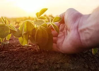 Ano de 2023 teve a segunda queda de área coberta com os recursos.
