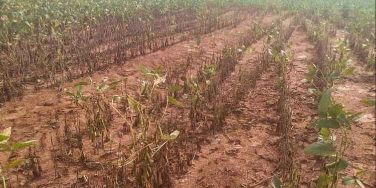 Boletim da Conab indica que excesso de chuva no Sul e seca no Centro-norte impactou lavouras de grãos.