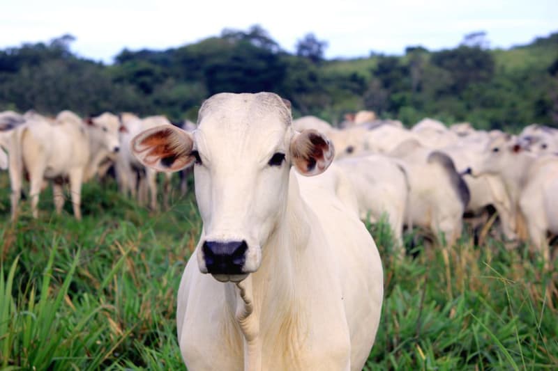 colageno-bovinos