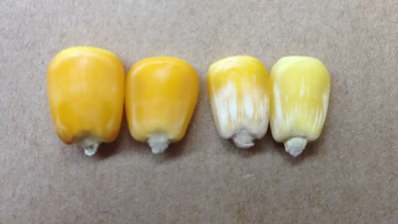 Controle químico de fungos em grãos de milho é extremamente difícil.