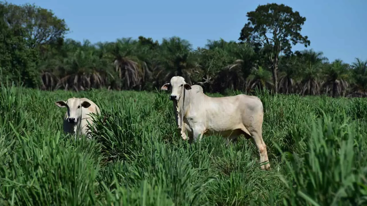 Cultivar mantém desempenho em rebanhos do Cerrado brasileiro. 