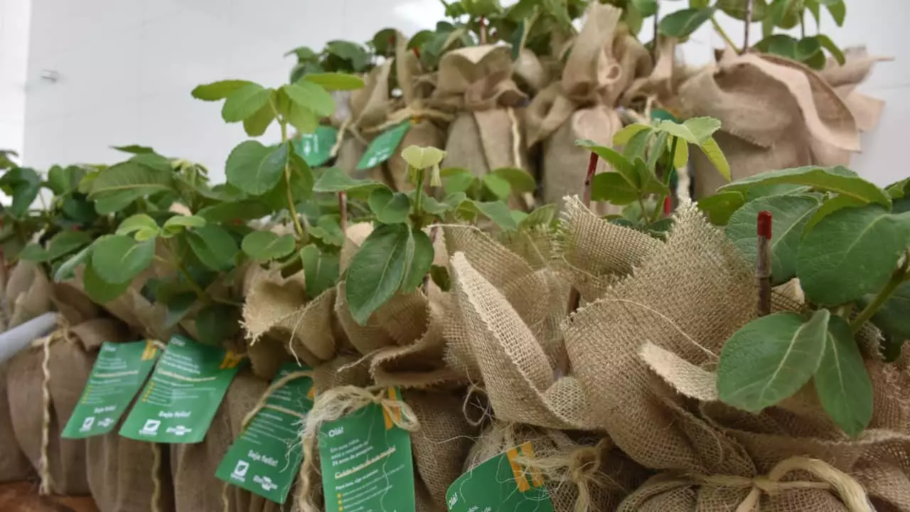 Cultivares de pequi sem espinhos foram lançadas pela Emater Goiás e Embrapa Cerrados. 