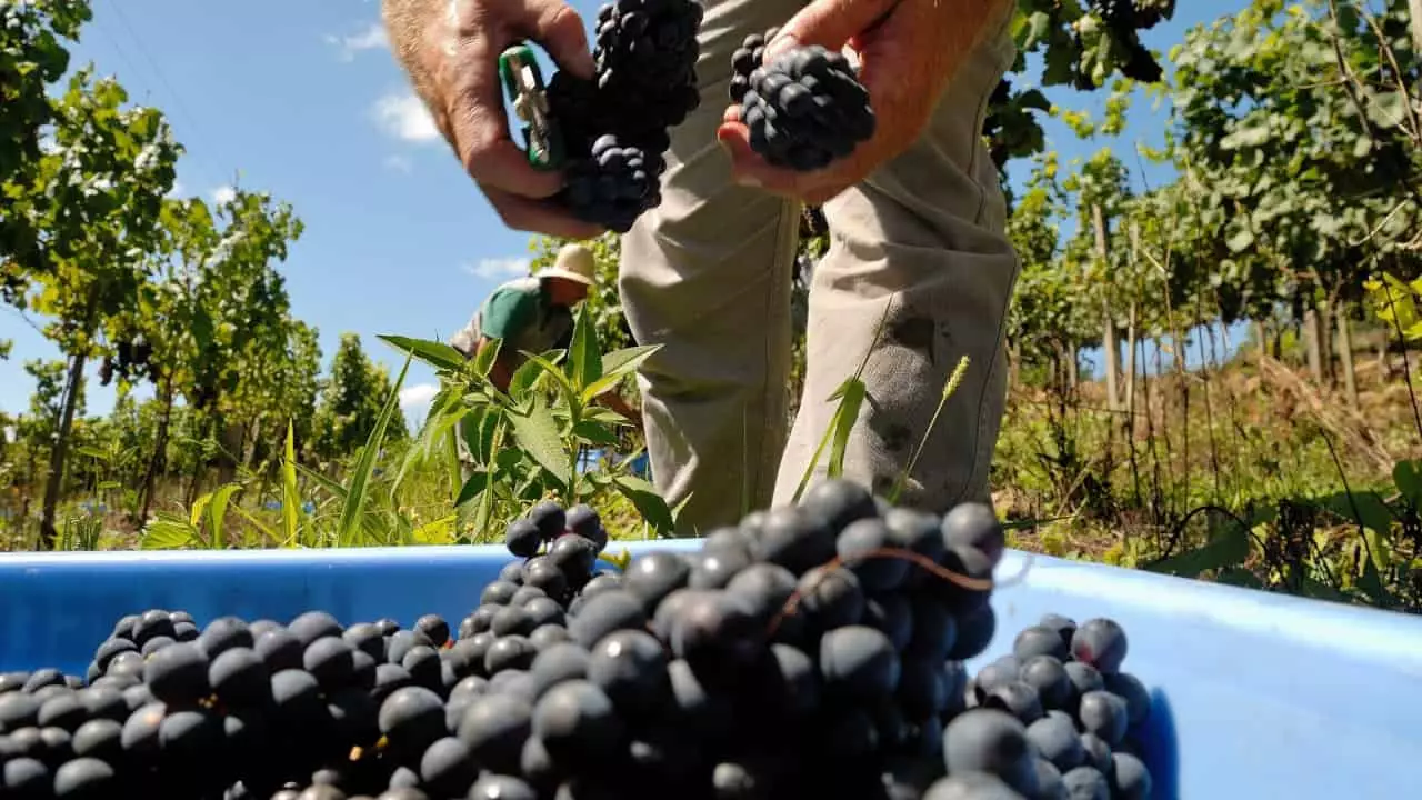 Agropecuária gera mais 110 mil empregos de janeiro a setembro 3 Destaque para as lavouras de cana-de-açúcar e soja.