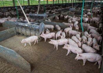 Em 2022, o custo de produção por quilo de suíno vivo ficou em US$ 1,28 em Santa Catarina e US$ 1,13 em Mato Grosso.