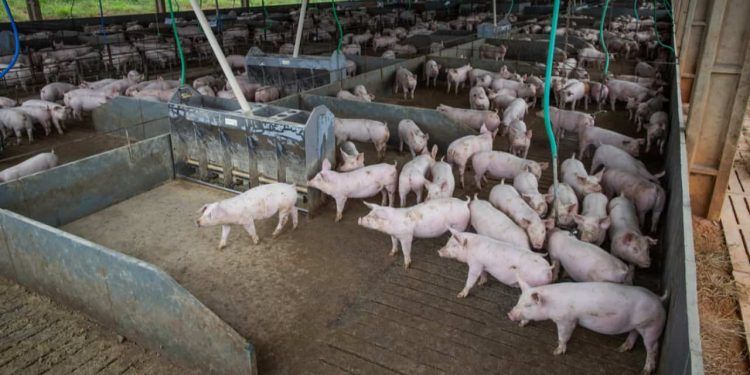 Em 2022, o custo de produção por quilo de suíno vivo ficou em US$ 1,28 em Santa Catarina e US$ 1,13 em Mato Grosso.