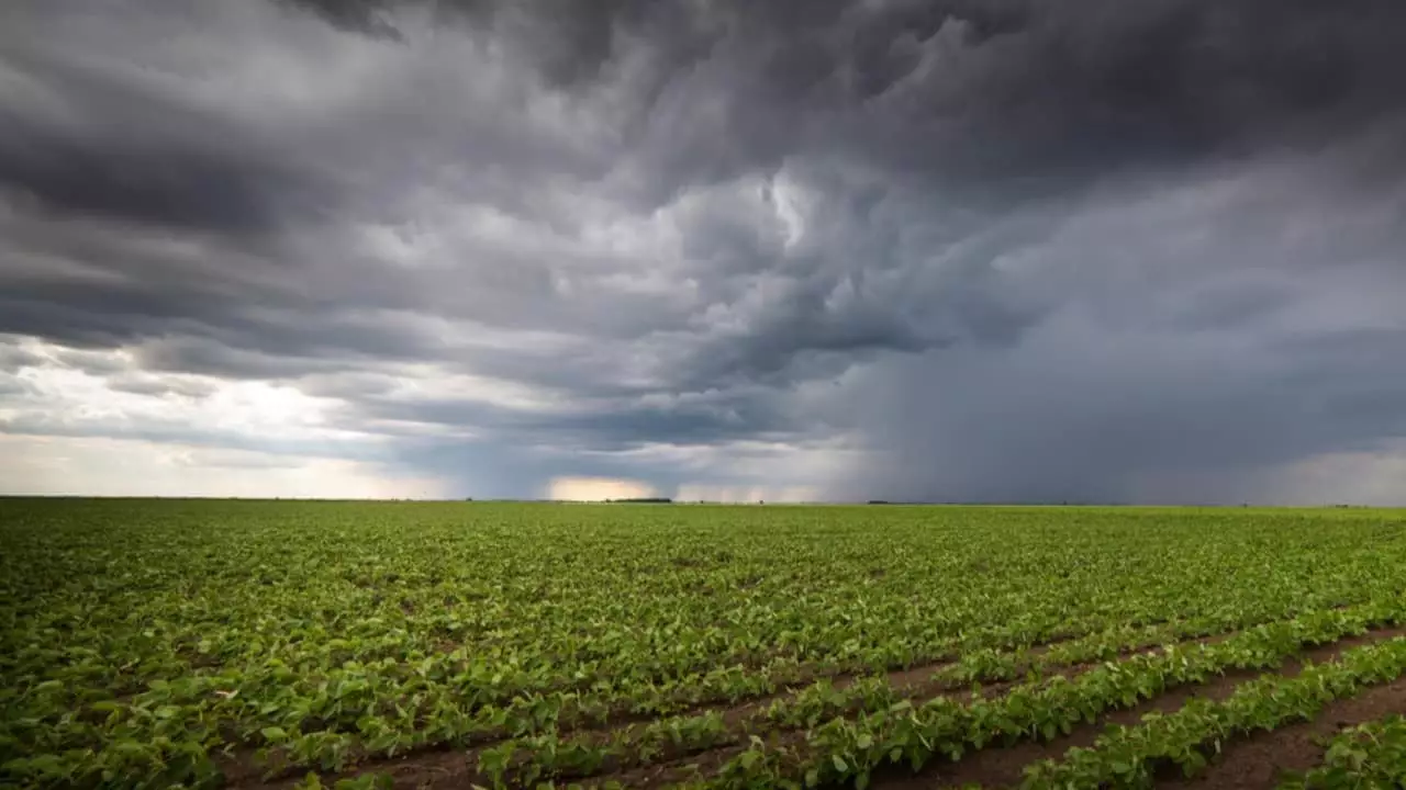 Excesso de chuvas no Sul e Sudeste e menor precipitações no Centro-Oeste do Brasil impactaram área semeada. 