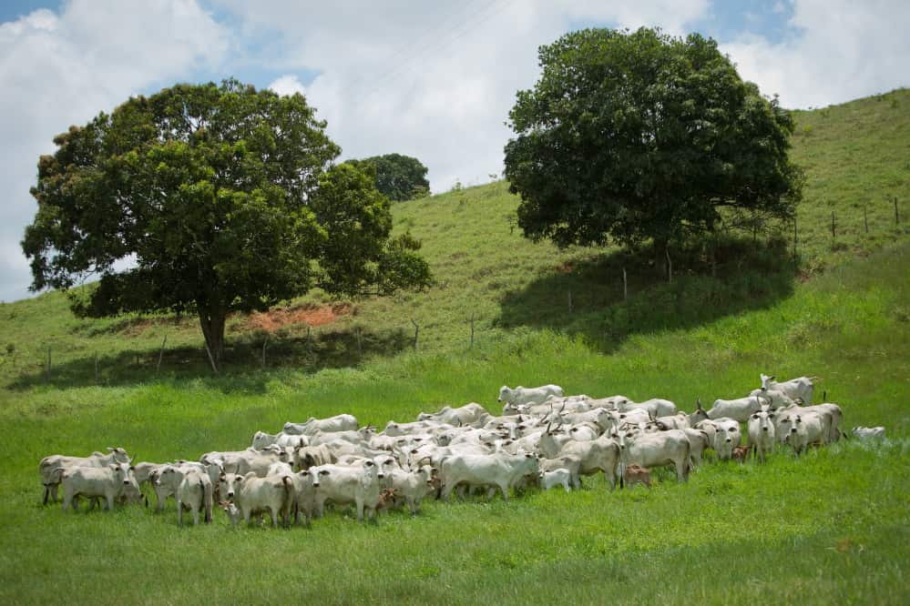 investimentos na bovinocultura em Goiás