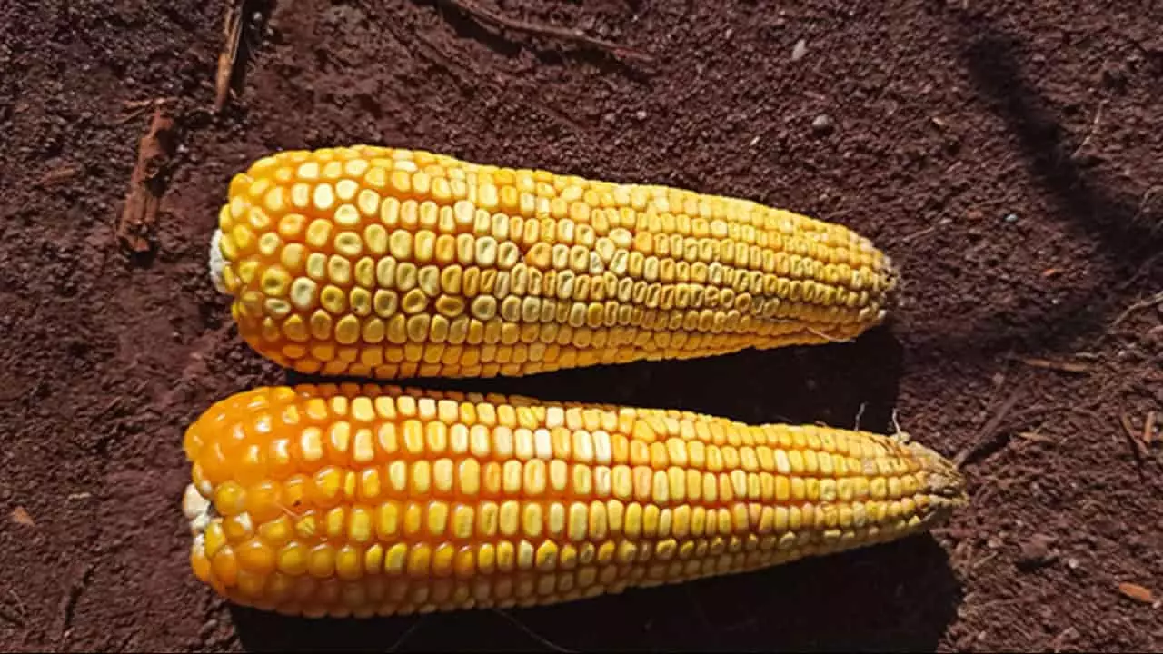 Micotoxinas são produzidas por fungos do gênero Fusarium.