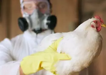 Ministro da Agricultura prorroga estado de emergência zoossanitária devido à Influenza Aviária.