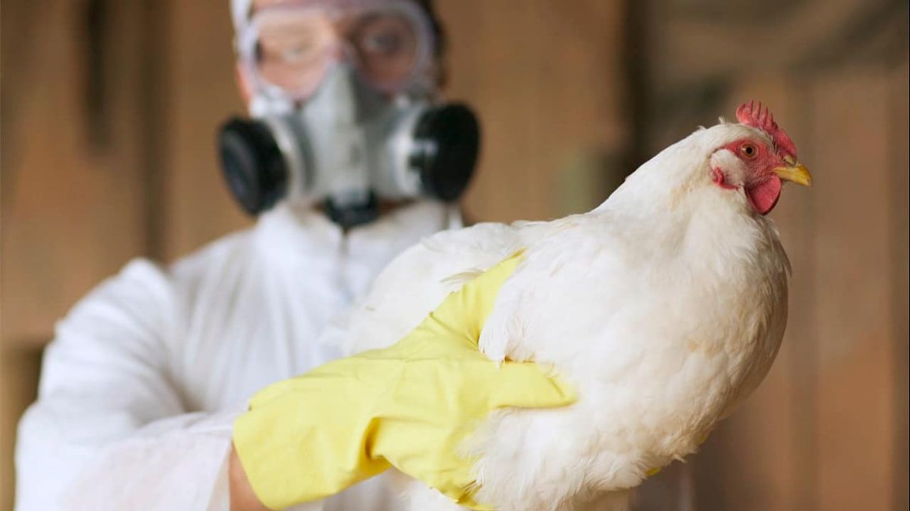 Brasil prorroga la emergencia zoosanitaria por gripe aviar