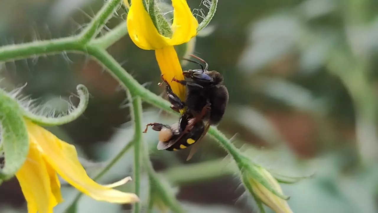 No experimento, abelhas mandaçaia aumentaram a produtividade de tomate italiano em 20%. 